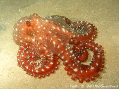Callistoctopus macropus