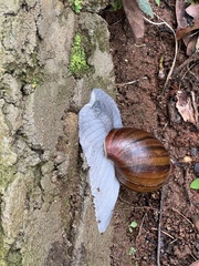 Megalobulimus