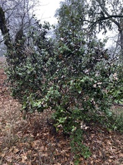 Garrya elliptica