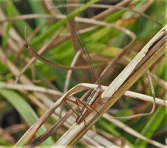 Conocephalus gracillimus