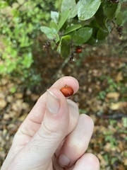 Arctostaphylos crustacea