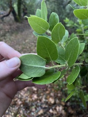 Arctostaphylos crustacea