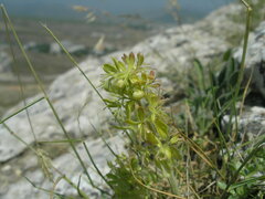 Cruciata taurica