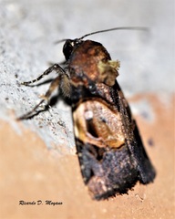 Hampsonodes orbica