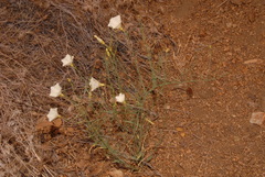 Calystegia longipes