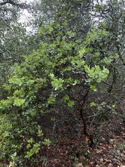 Arctostaphylos crustacea