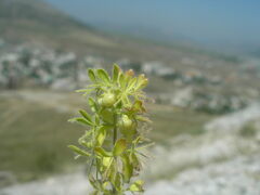 Cruciata taurica