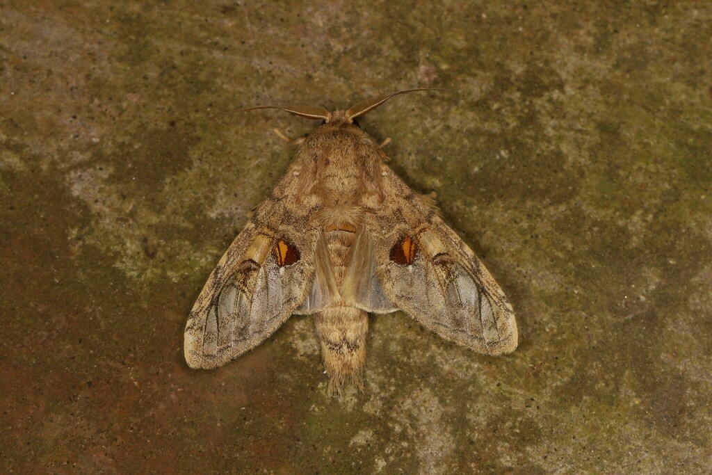 Trumanda fifiana