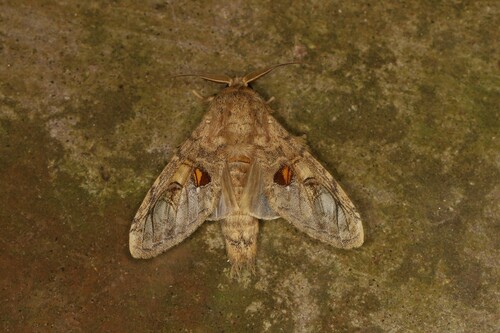 Trumanda fifiana