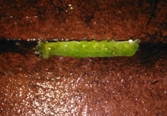 Phlogophora meticulosa