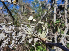 Ramalina complanata