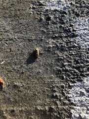 Nepomorpha
