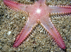 Astropecten polyacanthus