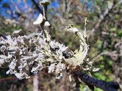 Ramalina complanata