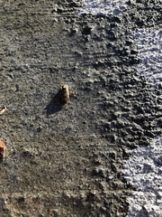 Nepomorpha