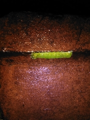 Phlogophora meticulosa