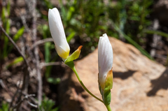 Hesperantha falcata