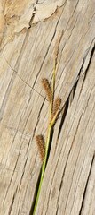 Carex utriculata