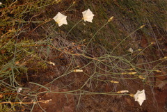 Calystegia longipes