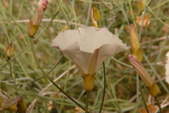 Calystegia longipes