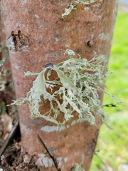 Ramalina celastri
