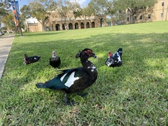 Cairina moschata domestica