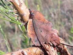 Gastropacha quercifolia