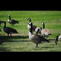 Branta canadensis