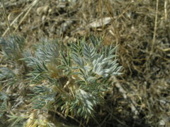 Astragalus arnacantha