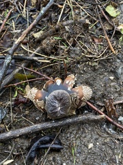 Astraeus hygrometricus
