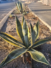 Agave