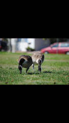 Branta canadensis