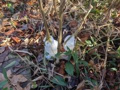 Verbesina virginica
