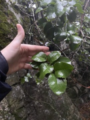 Prunus ilicifolia