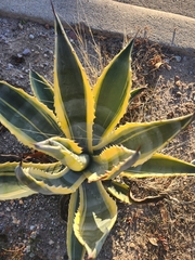 Agave