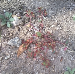 Euphorbia vermiculata