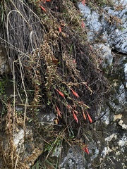 Epilobium canum