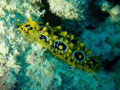 Phyllidia ocellata