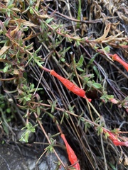 Epilobium canum