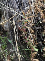 Epilobium canum