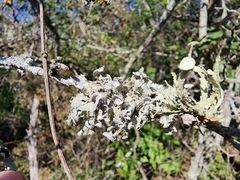 Heterodermia echinata