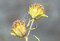 Bidens discoidea
