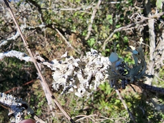 Heterodermia echinata