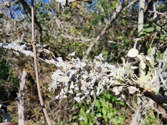 Heterodermia echinata