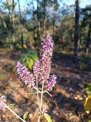 Salvia lavanduloides