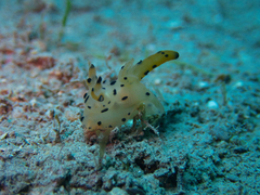 Thecacera