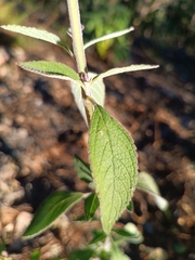 Salvia lavanduloides