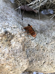 Fuscopolistes