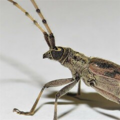 Didymocantha obliqua