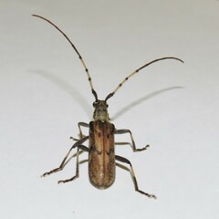 Didymocantha obliqua